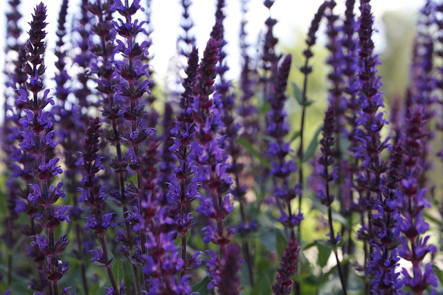 Free Lavender Flowers photo and picture