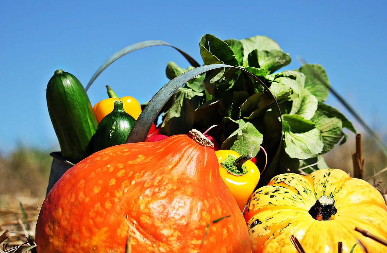 Thanksgiving, Pumpkins, Cucumbers Thanksgiving, Pumpkins, Cucumbers