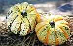 thanksgiving, pumpkins, autumn