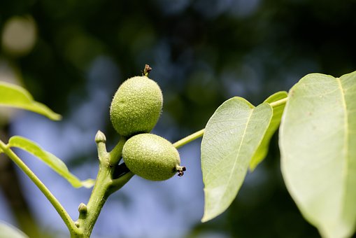Free Plant Fruit photo and picture