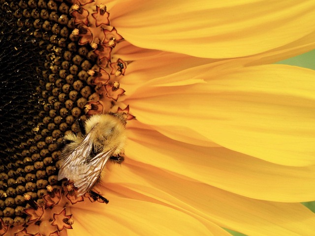 Free Bee Bumblebee photo and picture