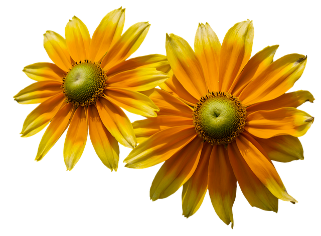 Free flower coneflower yellow illustration