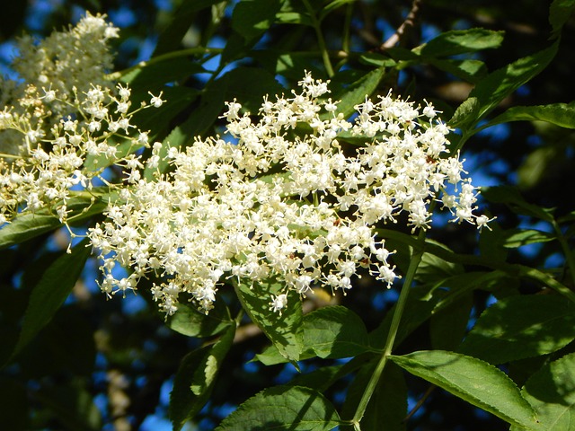 Holunder Holunderblüte Duft - Kostenloses Foto auf Pixabay