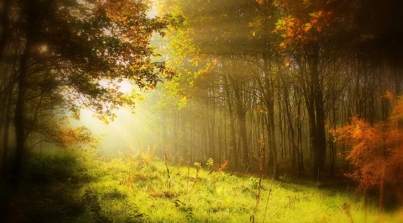 Automne Feuilles D'Automne - Photo gratuite sur Pixabay - Pixabay
