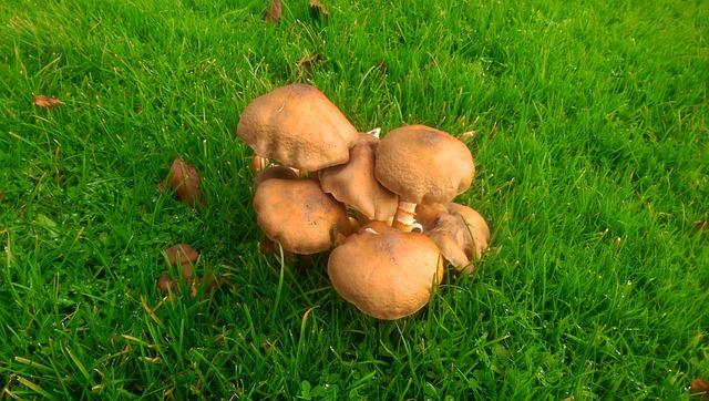Free Mushrooms Nature photo and picture