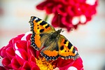 butterfly, little fox, nymphalis urticae