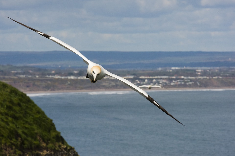 Flight Soar Free photo on Pixabay Pixabay