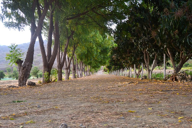 Free Nature Path photo and picture