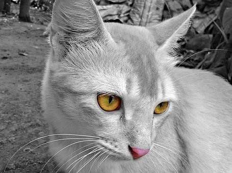 Free Animal Cat photo and picture