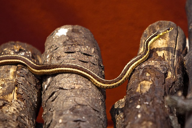 Free Snake Log photo and picture