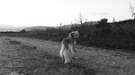 dog, doggy, mestizo