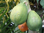 ripe papaya, unripe papaya, carica papaya