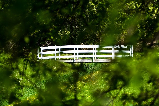 Free Bridge Trees photo and picture