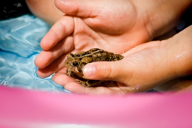 Free Toad Hands photo and picture