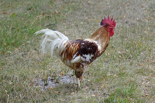 Free Nature Animal photo and picture