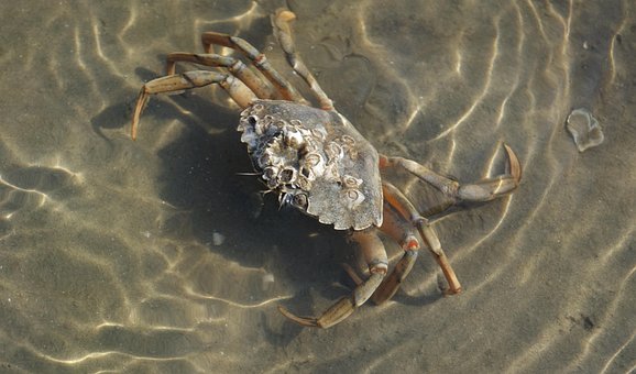 Free North Sea Cancer photo and picture