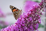 butterfly, lilac, summer lilac