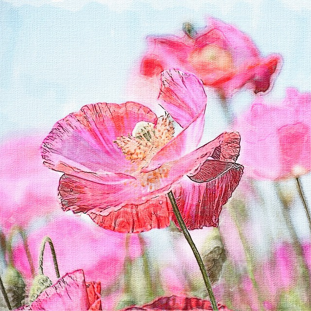 Download free HD stock image of Wild Poppy Nature Free wild poppy nature summer illustration