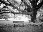 bank, park bench, tree