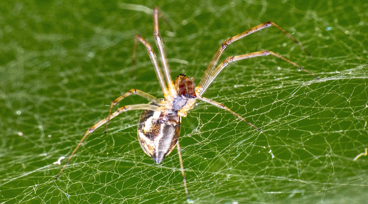 Laba-Laba Serangga Arakhnida - Foto gratis di Pixabay - Pixabay