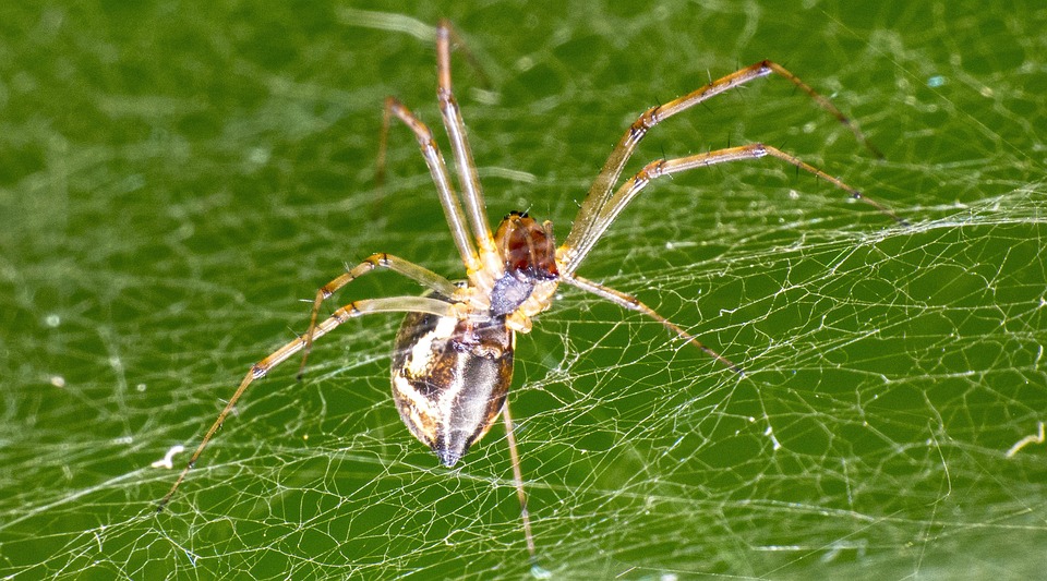 Spider Face Insect Spider Insect Arachnid - Free photo on Pixabay - Pixabay