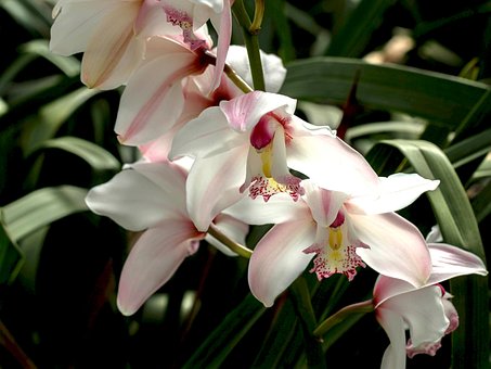 Free White Orchid Orchid photo and picture