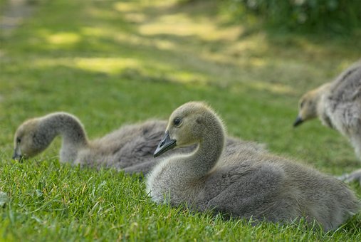 Free Goose Animal photo and picture