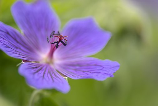 Free Geranium Beautiful Flowers photo and picture