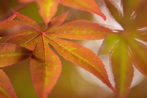 Free Tree Nature photo and picture