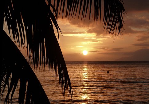 Free Sunset Palm Trees photo and picture