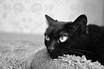 black cat, scratching posts, pet