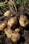 potatoes, land, fruit