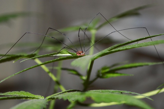 Free Spider Herb photo and picture