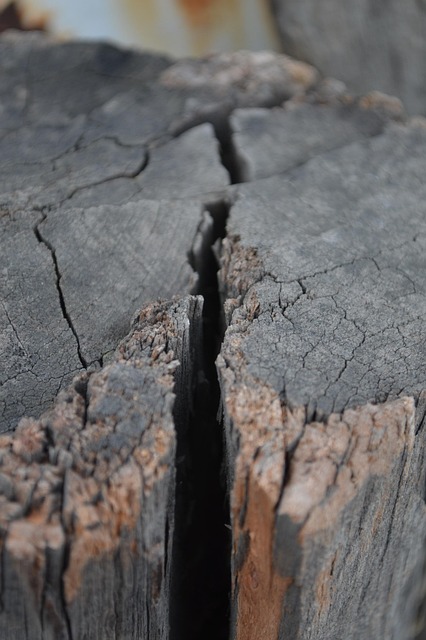 Free Wood Texture photo and picture