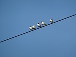 birds, power line, gull
