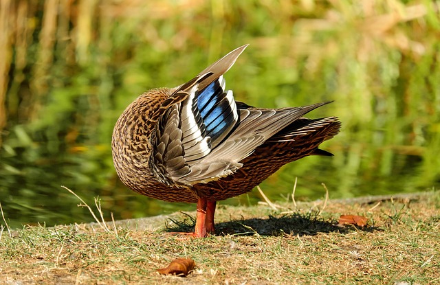 Ente, Wasservogel, Federvieh, Gefieder