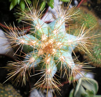 Free Plant Nature photo and picture
