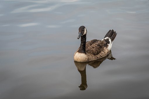 Canada Gås, Fugle, Natur, Gæs, Dyr, Dam