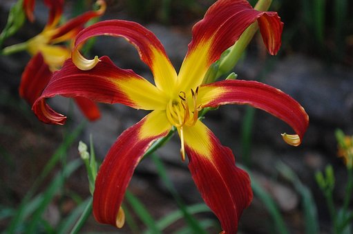Lilie, Blume, Tropisch, Mehrjährig