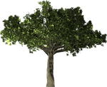 ficus, tree, plant