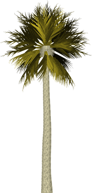 Free palm tree palm tree illustration