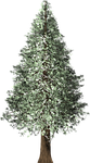 redwood tree, redwood, christmas tree