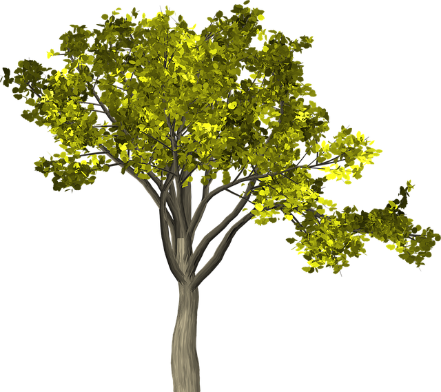 Free tree leaves branches illustration