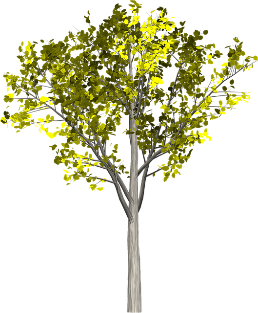 Free tree leaves branches illustration