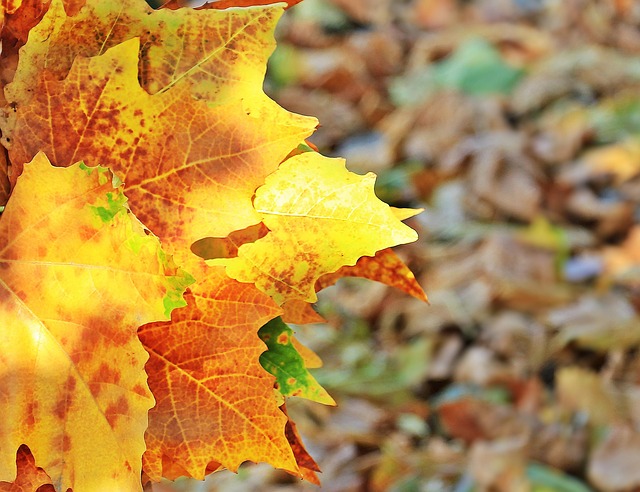 Fall Autumn Leaves Foliage - Free photo on Pixabay - Pixabay