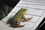 frog pond, frog, water frog