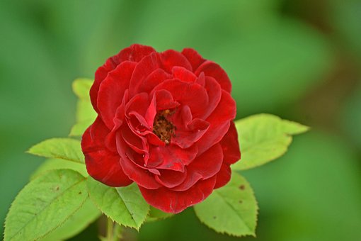 Floare, Flori Frumoase, Trandafir Roșu