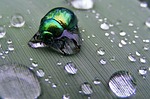insects, chrobak, letter