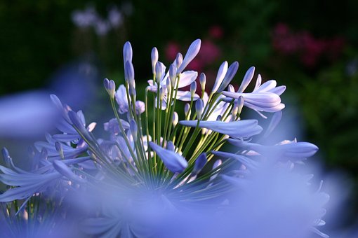 Agapanthus, Vakre Blomster, Planter
