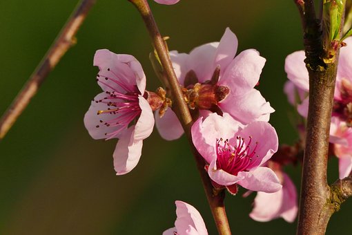Blossom, Natur, Rosa, Sommer